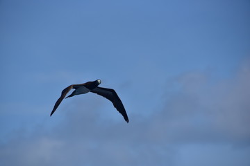 Australian Bird Flying 