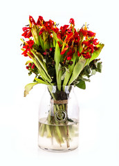 Glass vase of dead and dying tulip flowers on a white background
