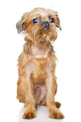 Brussels Griffon puppy