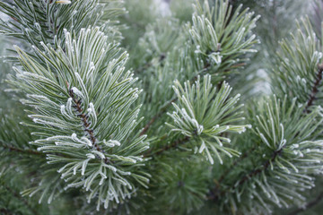 green pine branches in the snow, christmas background