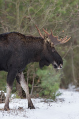 Obraz na płótnie Canvas Mammal - bull moose (Alces)