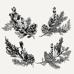 Botanical vintage evergreen bouquet set. Hand drawn Christmas illustration with pine, cone, coniferous branches.