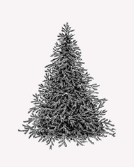 Hand drawn illustration of evergreen tree. Botanical vinage fir tree.