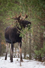 Mammal - bull moose (Alces)