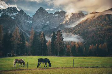 Alps in autumn. Horses on green pasture. Farming photo.