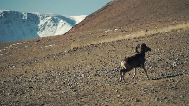 The argali, or the mountain sheep is a wild sheep that roams the highlands of Central Asia, in the Pamirs, in the Himalayas, Altai, Sayan Mountains of Mongolia and Tibet