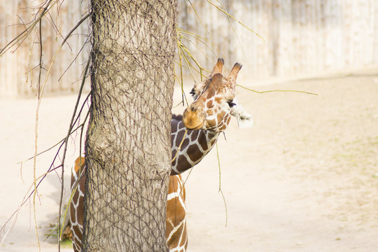 Giraffe (Latin Giraffa camelopardalis) is smiling