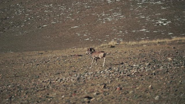 The argali, or the mountain wild sheep is on the foothills