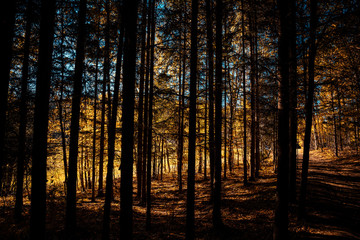 In the middle of a forest during sunrise when the rays can be seen through the trees on the horizon.