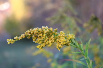 Gelbe Goldrute im Herbst