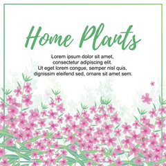 Vector Illustration. Home Plants poster with angelonia. Background with modern home flowers and with place for text