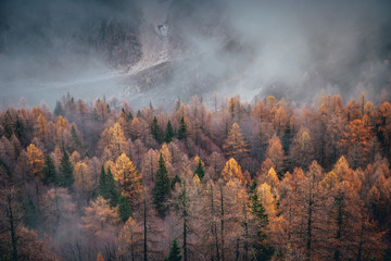 Autumn in mountains. Mist and orange trees