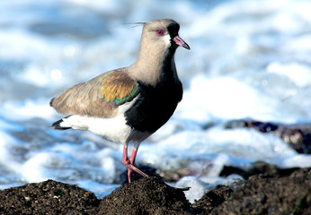 Southern lapwing on the sea shore