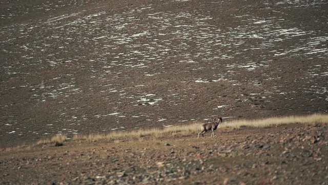 Male argali (mountain wild sheep) is on the foothills