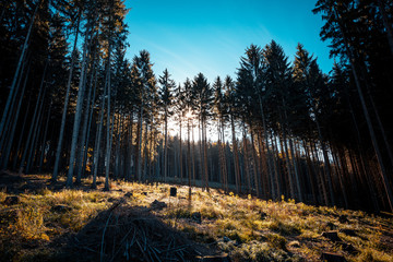 In the middle of a forest during sunrise when the rays can be seen through the trees on the horizon.