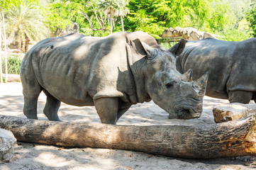 Naklejka premium View of rhinoceros