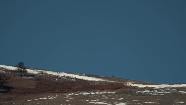 The argali (the mountain sheep, wild sheep) is on a mountainside. Saylyugemsky National Park. Long shot