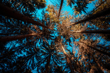 A view of tree crowns during the autumn day in the middle of a deep forest full of colors