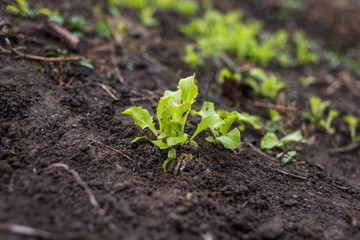 Just growing fresh green salad in the spring time on the black soil