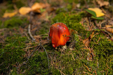 Mushrooms growing during autumn in the middle of a deep, full-color forest