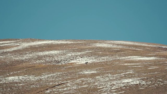 The argali (the mountain sheep, wild sheep) grazing on a snowy mountainside. Saylyugemsky National Park. Long shot