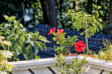 Hibiskus