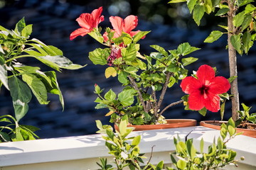 Hibiskusblüte © ArTo