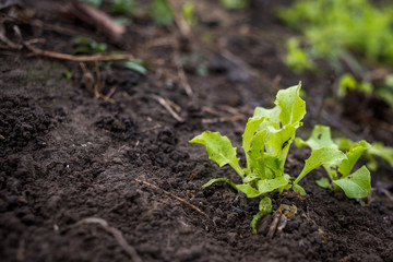 Just growing fresh green salad in the spring time on the black soil