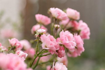 Rosa Blumenstrauß mit schönem Bokeh