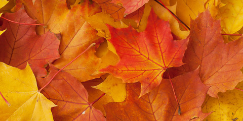 Naklejka na ściany i meble beautiful bright fallen maple leaves in autumn park or forest