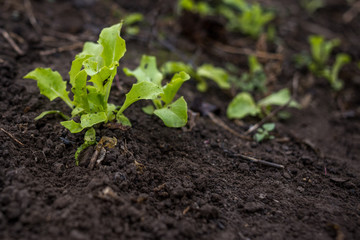 Just growing fresh green salad in the spring time on the black soil