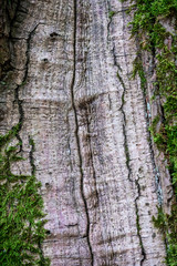 texture of the wood