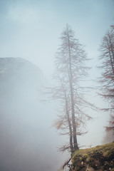 Tree in mountains in autumn mist