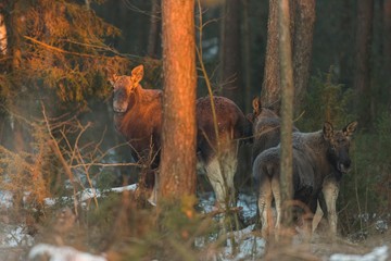 Mammal - bull moose (Alces)