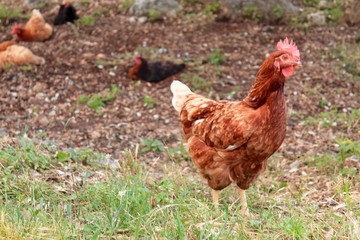 Brown hen in the field