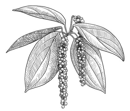 Black pepper plant illustration, drawing, engraving, ink, line art, vector