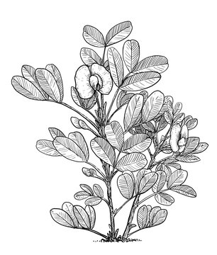 Peanut plant illustration, drawing, engraving, ink, line art, vector