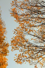 Autumn Tree Sky Background