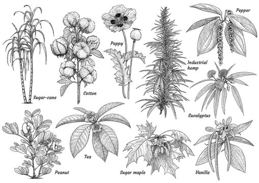 Cultivated plants collection illustration, drawing, engraving, ink, line art, vector
