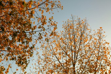 Autumn Tree Sky Background