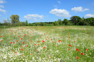 Blumen auf einem Feld