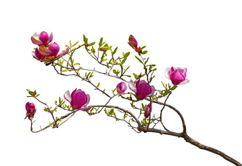 Magenta Magnolia Flowers