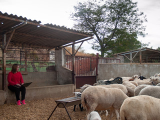 An entrepreneur young woman working outdoors on a sheep and lamb farm with a laptop