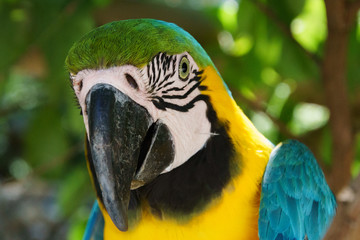 Blue and yellow macaw closeup headshot
