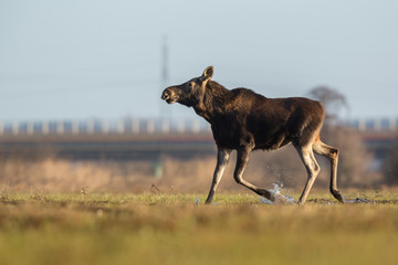 Mammal - bull moose (Alces)