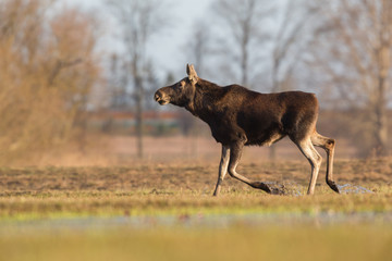 Mammal - bull moose (Alces)