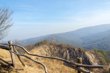 Panoramic view of the forest