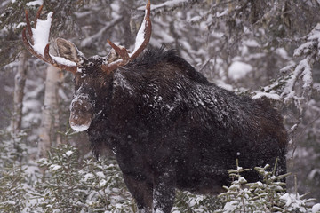 Orignal sous la neige