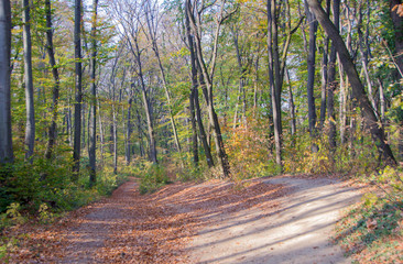 Obraz premium Nature Walk Through Forest