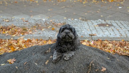 Hund auf Schotter im Herbst
